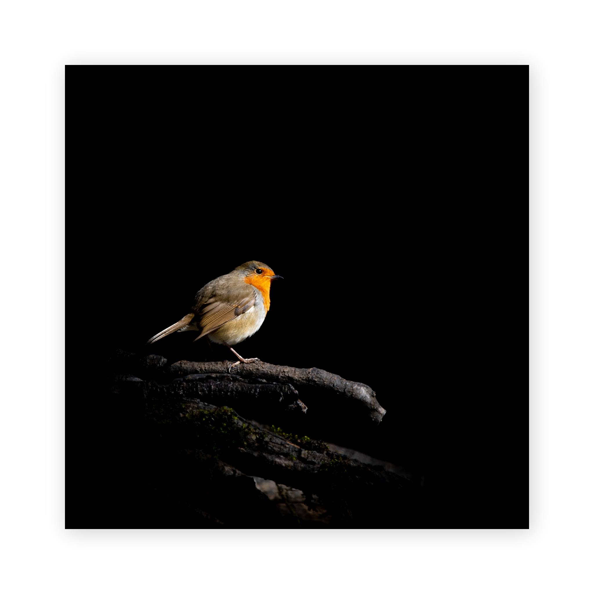 Robin - Gavin McGoldrick