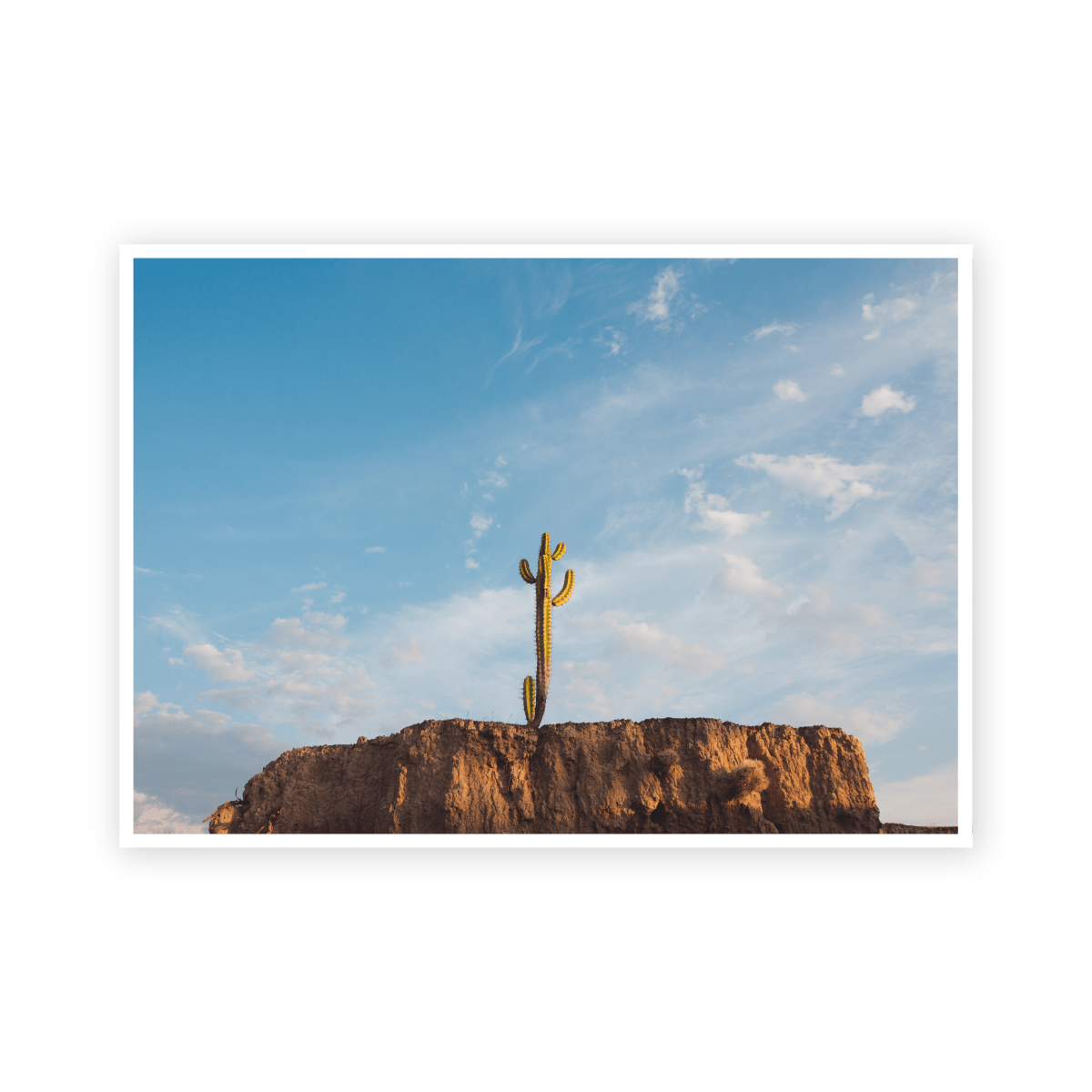 Cactus - Jimmy Kilgallen - Abhainn Studio
