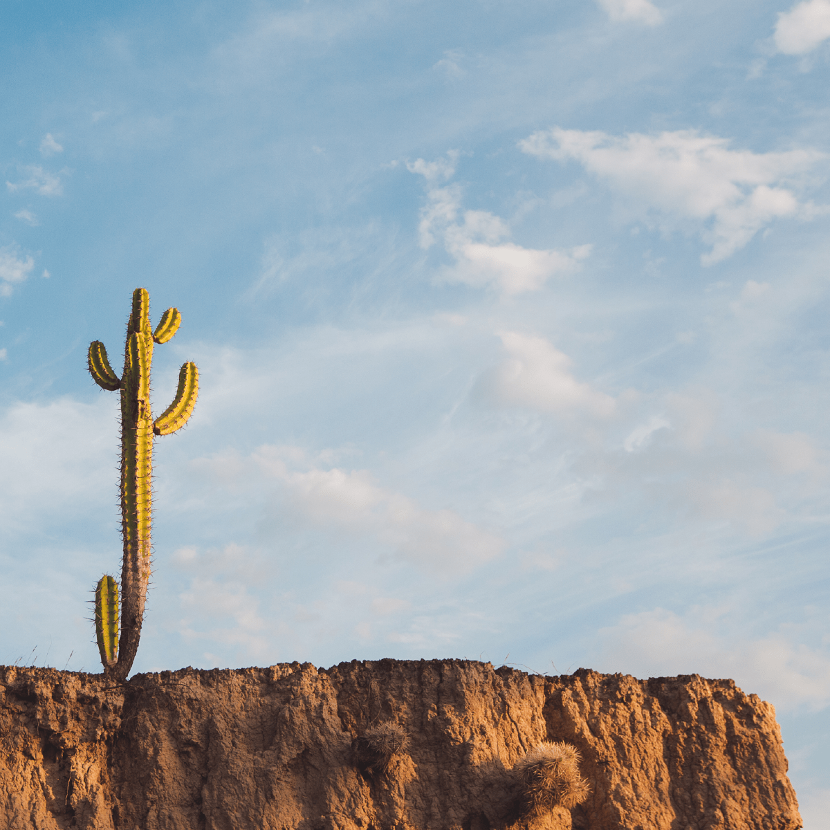 Cactus - Jimmy Kilgallen - Abhainn Studio