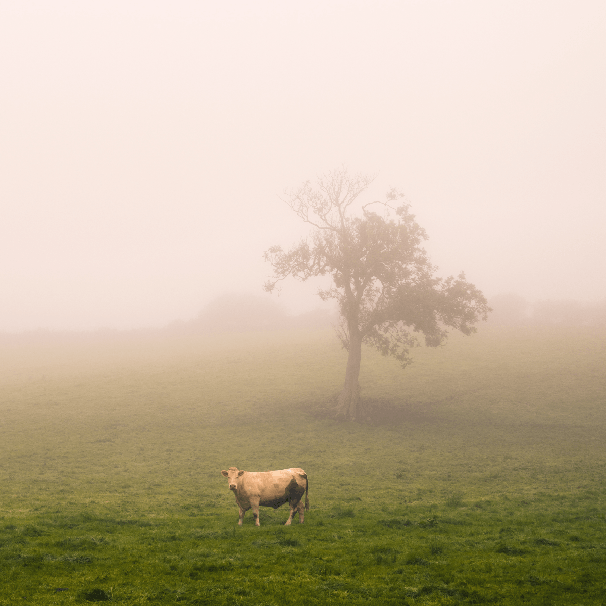 Cow Tree - Derek Saville - Abhainn Studio