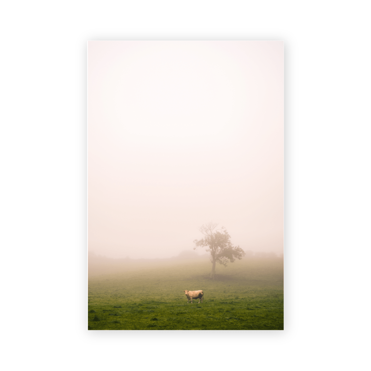 Cow Tree - Derek Saville - Abhainn Studio