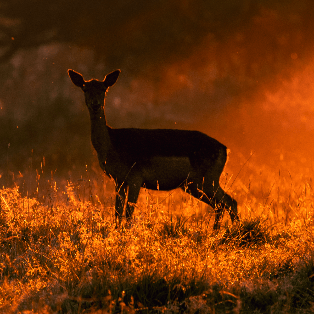 Deer - Gavin McGoldrick - Abhainn Studio