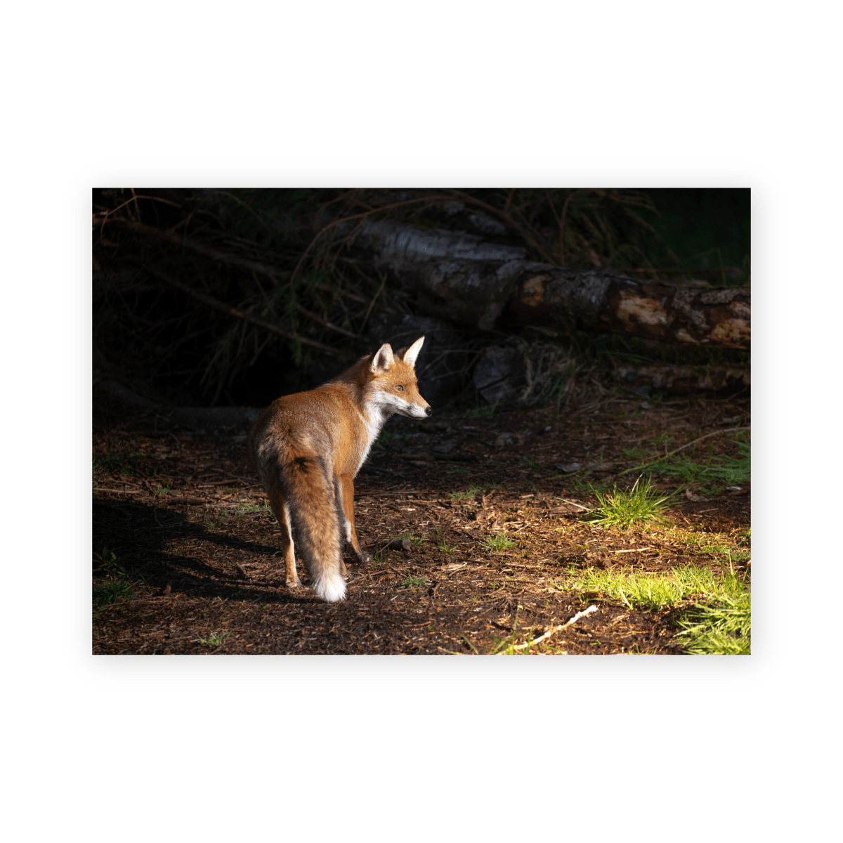 Fox - Gavin McGoldrick - Abhainn Studio
