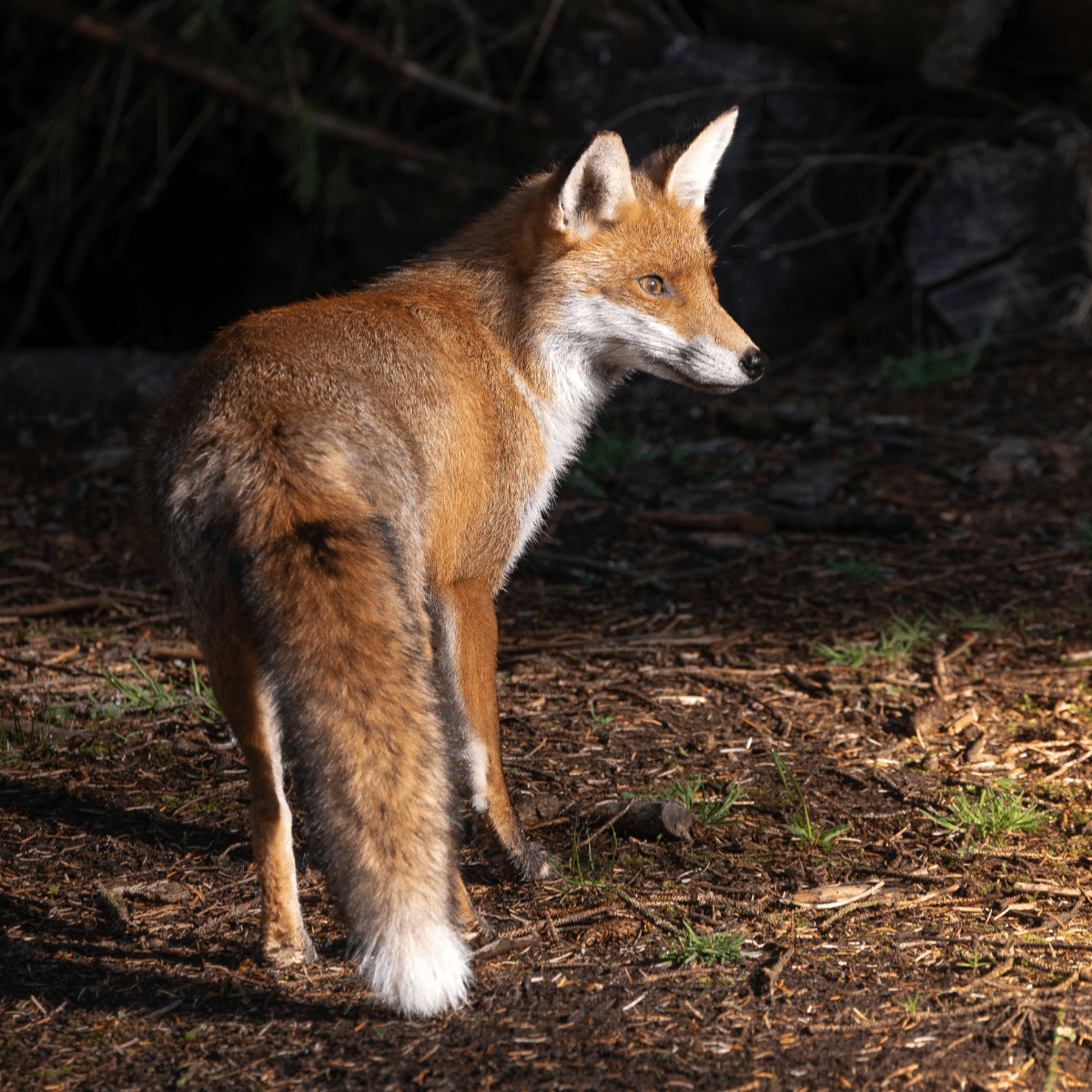 Fox - Gavin McGoldrick - Abhainn Studio