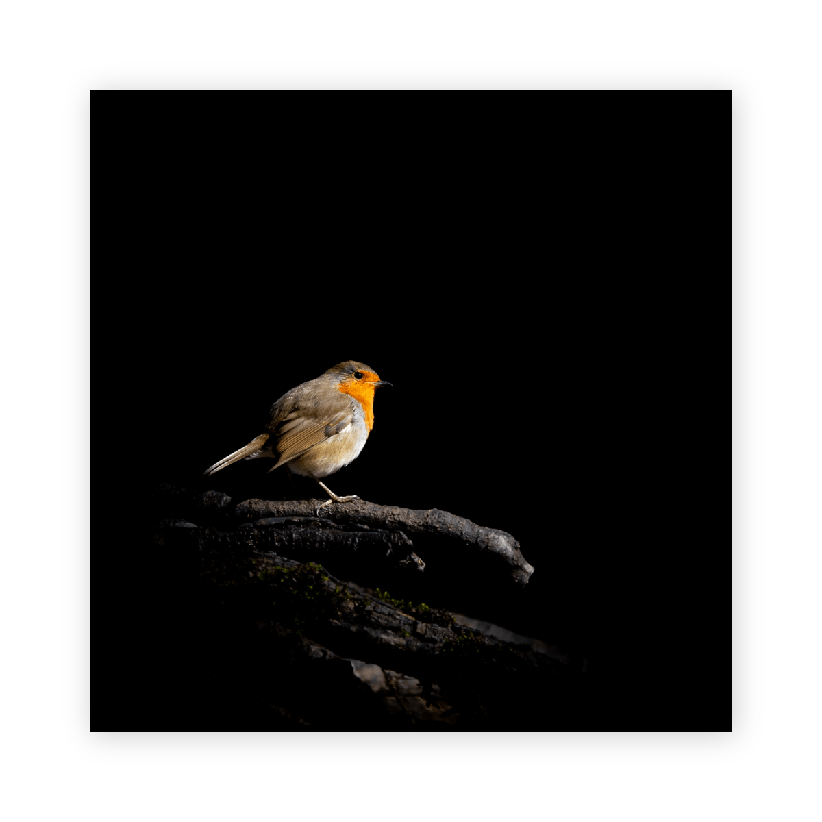 Robin - Gavin McGoldrick - Abhainn Studio