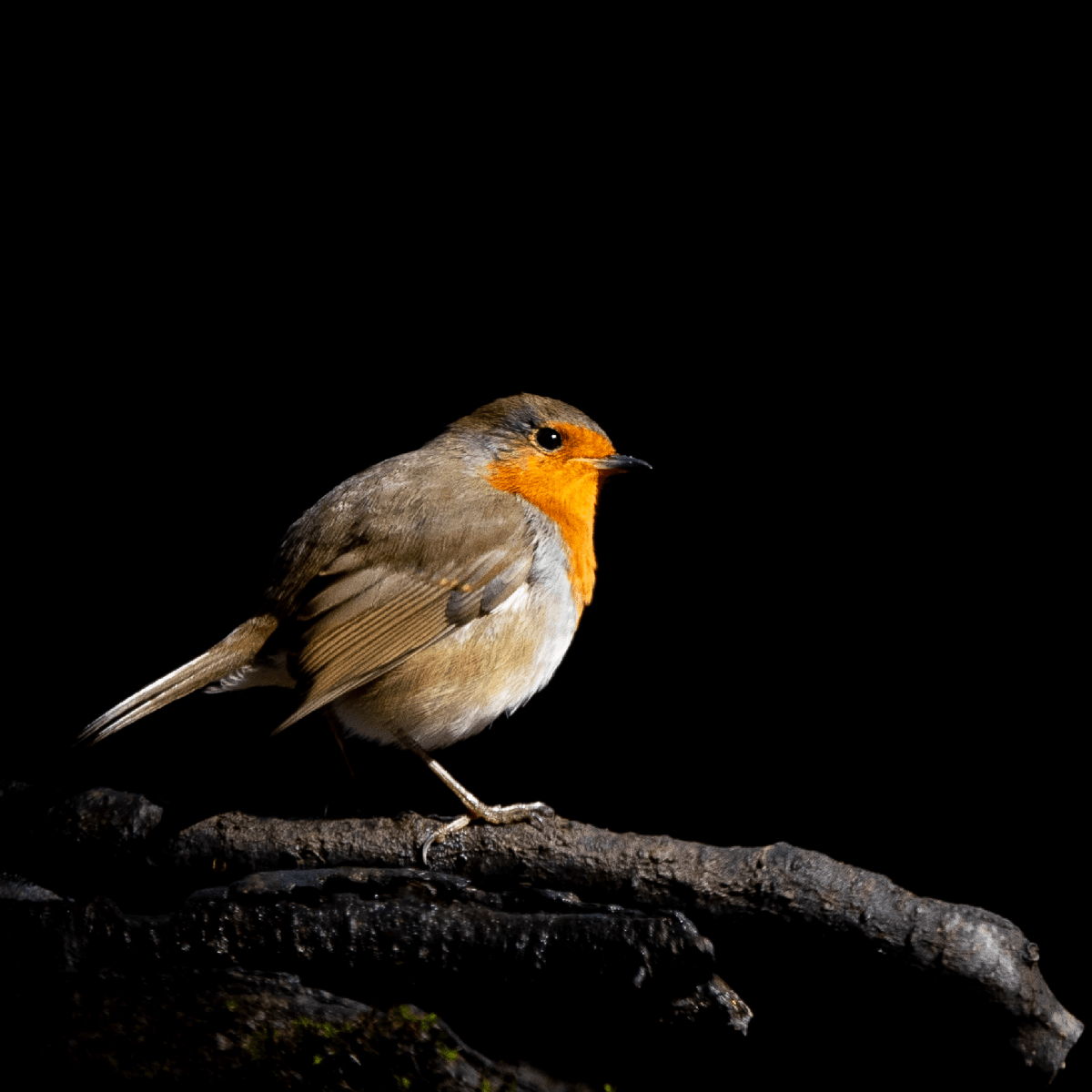 Robin - Gavin McGoldrick - Abhainn Studio