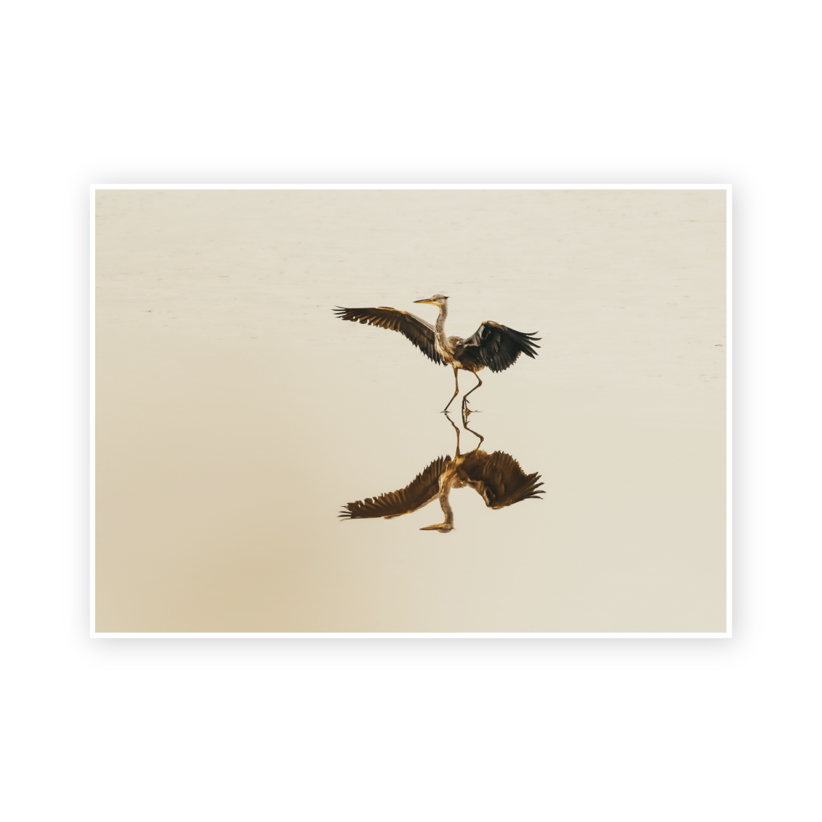 Stork - Gavin McGoldrick - Abhainn Studio
