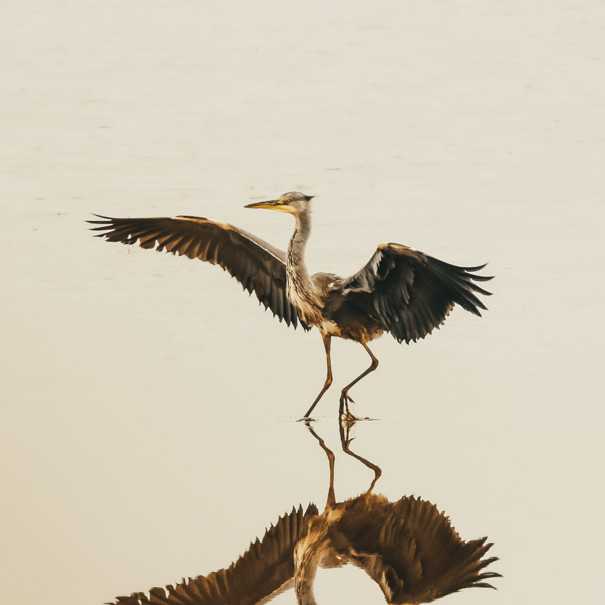 Stork - Gavin McGoldrick - Abhainn Studio